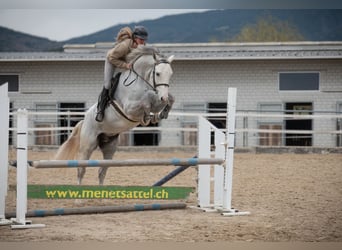 Cheval de sport suisse, Hongre, 5 Ans, Gris