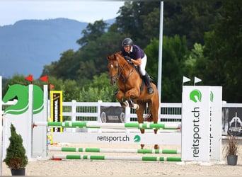 Cheval de sport suisse, Hongre, 6 Ans, 165 cm, Alezan