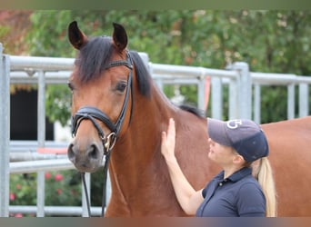 Cheval de sport suisse, Hongre, 6 Ans, 166 cm