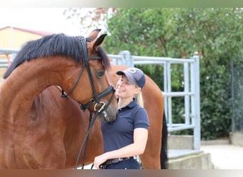 Cheval de sport suisse, Hongre, 6 Ans, 166 cm