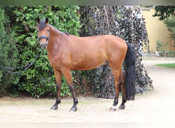 Cheval de sport suisse, Hongre, 6 Ans, 166 cm