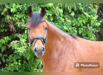 Cheval de sport suisse, Hongre, 6 Ans, 166 cm