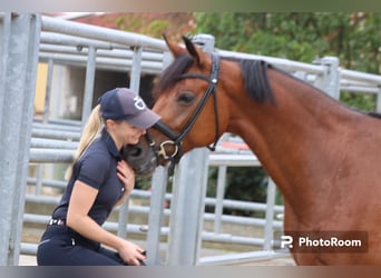Cheval de sport suisse, Hongre, 6 Ans, 166 cm