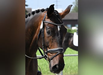 Cheval de sport suisse, Hongre, 6 Ans, 180 cm, Bai brun