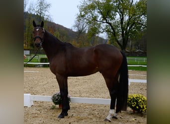 Cheval de sport suisse Croisé, Hongre, 7 Ans, 170 cm, Bai brun
