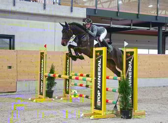 Cheval de sport suisse, Hongre, 7 Ans