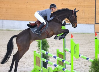 Cheval de sport suisse, Hongre, 7 Ans