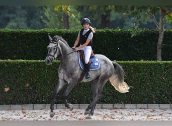 Cheval de sport suisse, Hongre, 8 Ans, 168 cm, Gris
