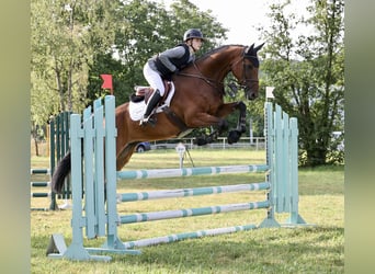 Cheval de sport suisse, Hongre, 8 Ans