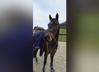 Cheval de sport suisse, Hongre, 9 Ans, 165 cm, Bai
