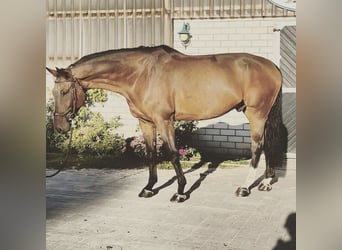 Cheval de sport suisse, Hongre, 9 Ans, 176 cm, Bai