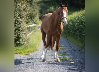 Cheval de sport suisse, Hongre, 9 Ans, Alezan