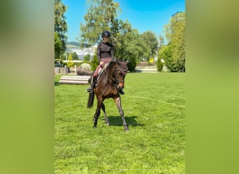 Cheval de sport suisse, Jument, 11 Ans, 160 cm, Bai brun