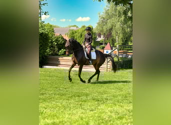 Cheval de sport suisse, Jument, 11 Ans, 160 cm, Bai brun