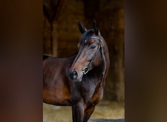 Cheval de sport suisse, Jument, 11 Ans, 160 cm, Bai brun