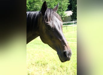 Cheval de sport suisse, Jument, 11 Ans, 164 cm, Bai