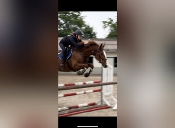 Cheval de sport suisse, Jument, 11 Ans, 166 cm, Alezan