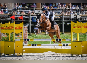 Cheval de sport suisse, Jument, 11 Ans, 166 cm, Alezan