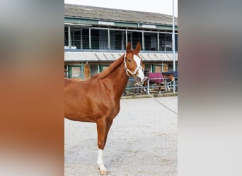 Cheval de sport suisse, Jument, 11 Ans, 166 cm, Alezan