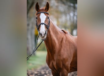 Cheval de sport suisse, Jument, 11 Ans, 166 cm, Alezan