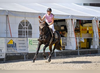 Cheval de sport suisse, Jument, 11 Ans, 167 cm, Bai brun