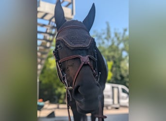 Cheval de sport suisse, Jument, 11 Ans, 167 cm, Bai brun