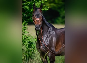 Cheval de sport suisse, Jument, 11 Ans, 168 cm