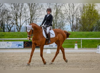 Cheval de sport suisse, Jument, 11 Ans, 173 cm, Alezan
