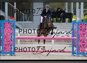Cheval de sport suisse, Jument, 13 Ans, 149 cm, Bai