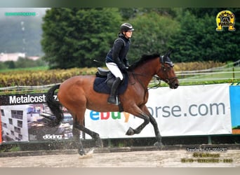 Cheval de sport suisse, Jument, 13 Ans, 165 cm, Bai