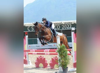 Cheval de sport suisse, Jument, 13 Ans, 165 cm, Bai