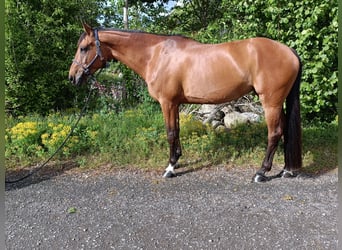 Cheval de sport suisse, Jument, 13 Ans, 165 cm, Bai
