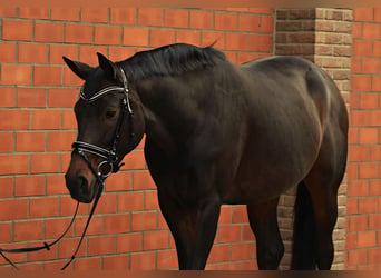 Cheval de sport suisse, Jument, 13 Ans, 170 cm, Bai