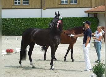 Cheval de sport suisse, Jument, 13 Ans, 174 cm, Bai brun foncé