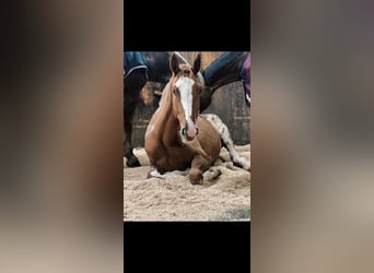 Cheval de sport suisse, Jument, 2 Ans, Alezan