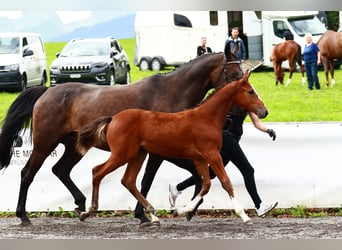 Cheval de sport suisse, Jument, 2 Ans, Bai