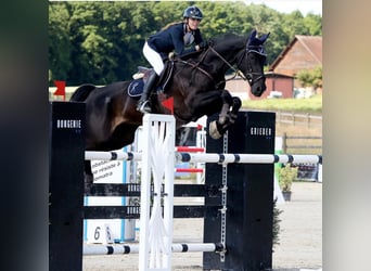 Cheval de sport suisse, Jument, 2 Ans, Bai