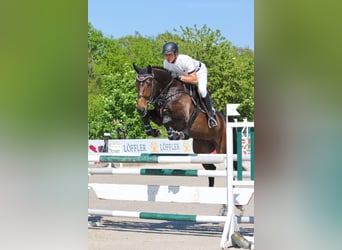 Cheval de sport suisse, Jument, 2 Ans, Bai