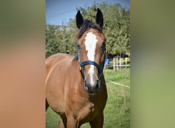 Cheval de sport suisse, Jument, 2 Ans, Bai