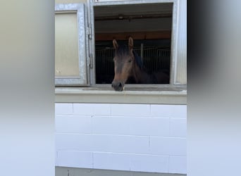 Cheval de sport suisse, Jument, 3 Ans, 157 cm, Bai