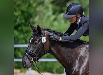 Cheval de sport suisse, Jument, 4 Ans, 163 cm, Bai brun foncé