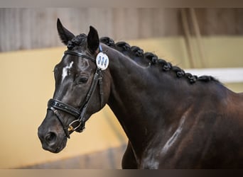 Cheval de sport suisse, Jument, 4 Ans, 163 cm, Bai brun foncé