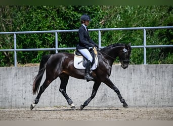 Cheval de sport suisse, Jument, 4 Ans, 163 cm, Bai brun foncé