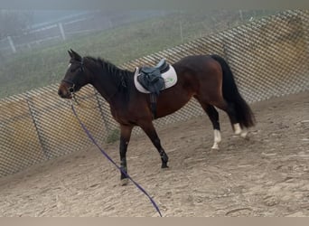 Cheval de sport suisse, Jument, 4 Ans, 166 cm, Bai