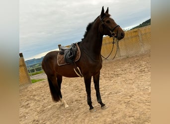 Cheval de sport suisse, Jument, 4 Ans, 166 cm, Bai