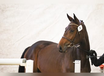 Cheval de sport suisse, Jument, 4 Ans, 167 cm, Bai brun