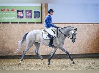 Cheval de sport suisse, Jument, 4 Ans, 171 cm, Gris pommelé
