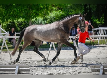 Cheval de sport suisse, Jument, 4 Ans, 173 cm, Gris pommelé