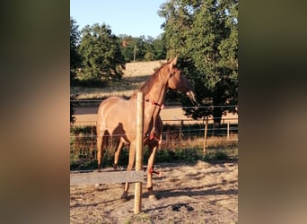 Cheval de sport suisse, Jument, 6 Ans, 165 cm, Alezan