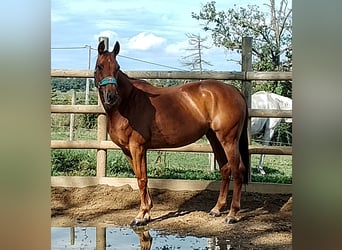 Cheval de sport suisse, Jument, 6 Ans, 165 cm, Alezan